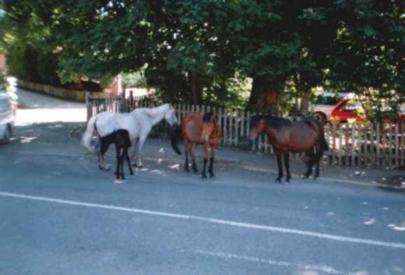 New Forest Ponies