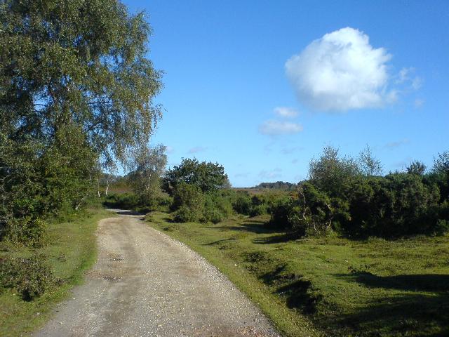 New Forest Cycling